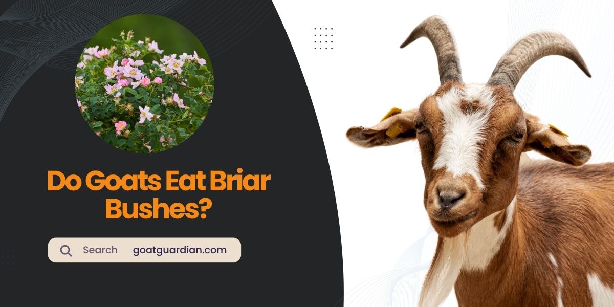 Do Goats Eat Briar Bushes