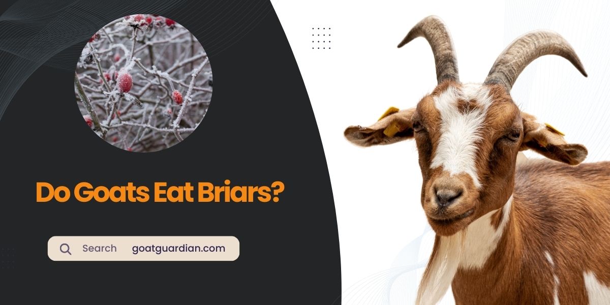 Do Goats Eat Briars