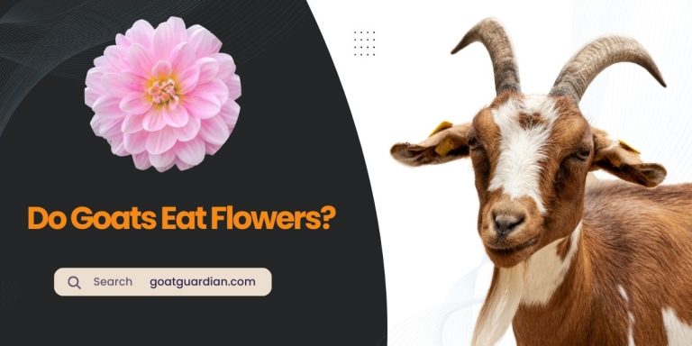 Do Goats Eat Flowers? (Expert Opinion)