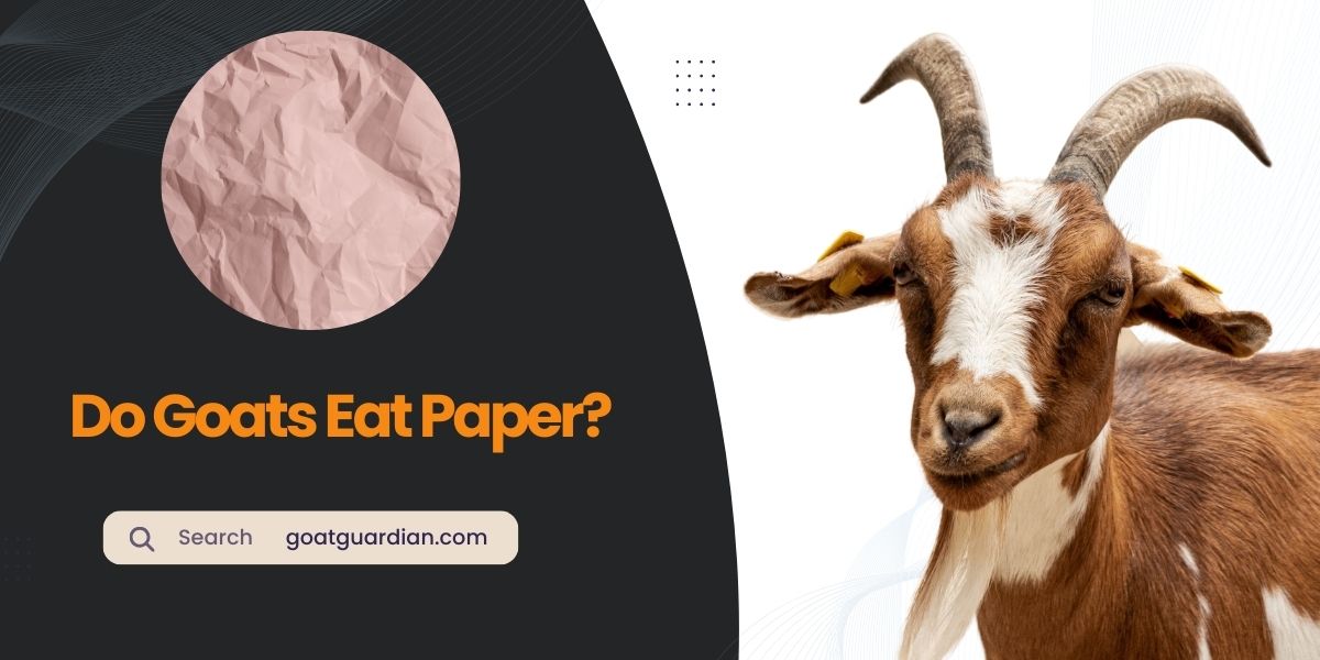Do Goats Eat Paper
