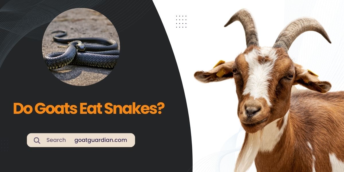 Do Goats Eat Snakes