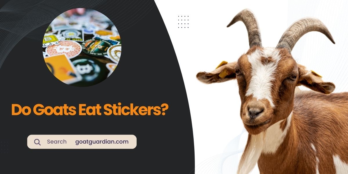 Do Goats Eat Stickers