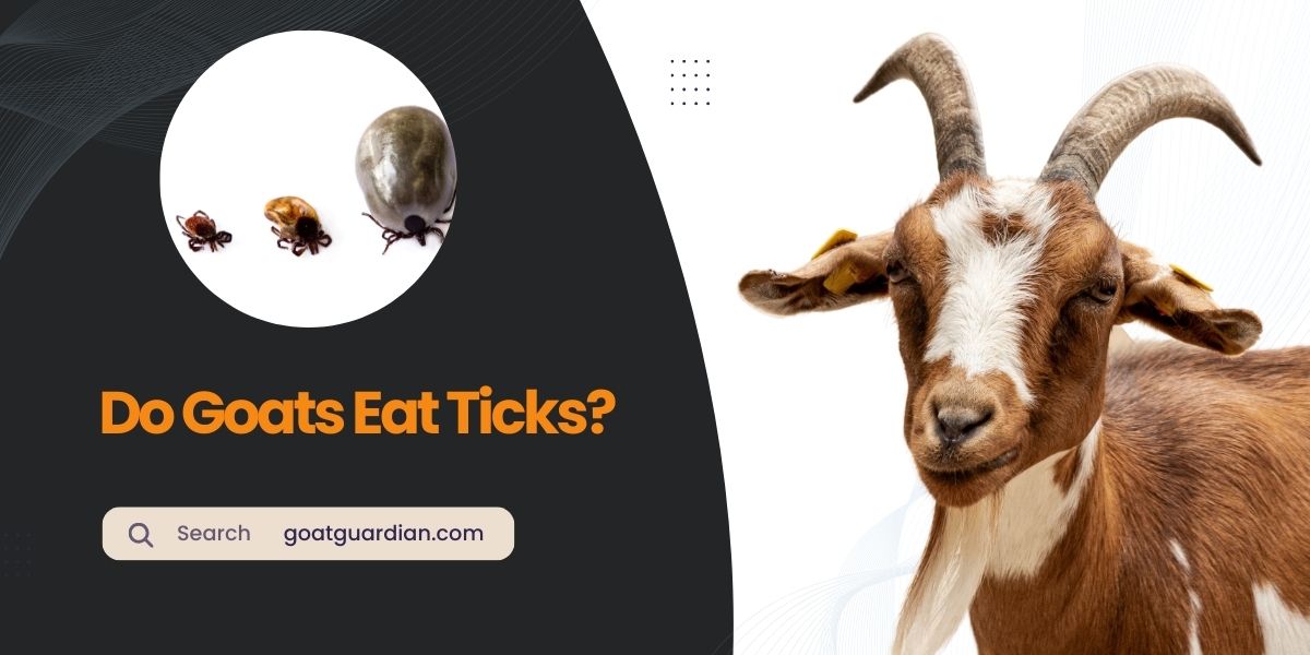 Do Goats Eat Ticks