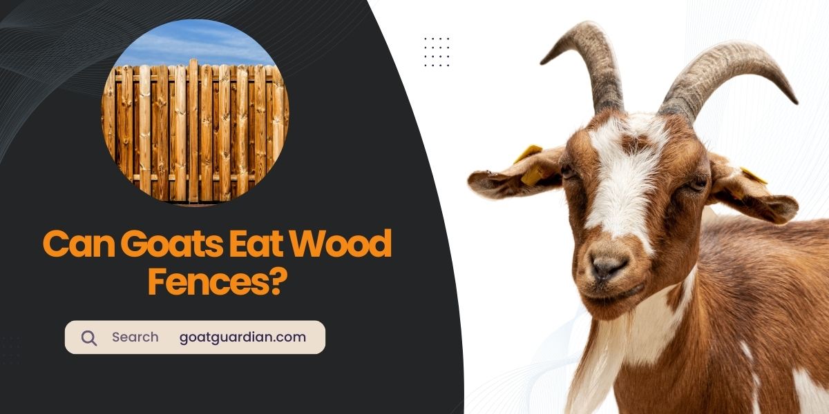 Do Goats Eat Wood Fences