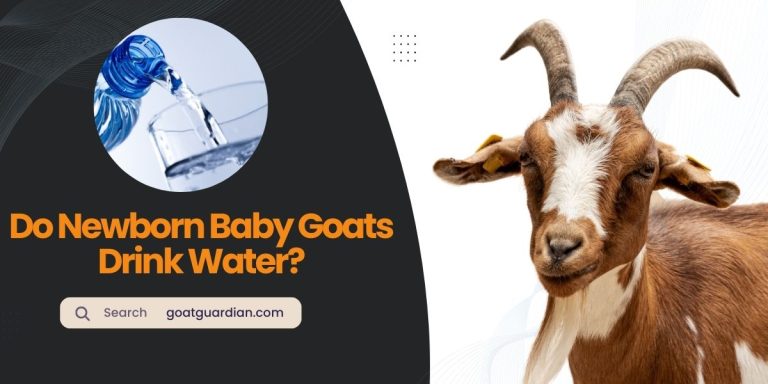 Do Newborn Baby Goats Drink Water?