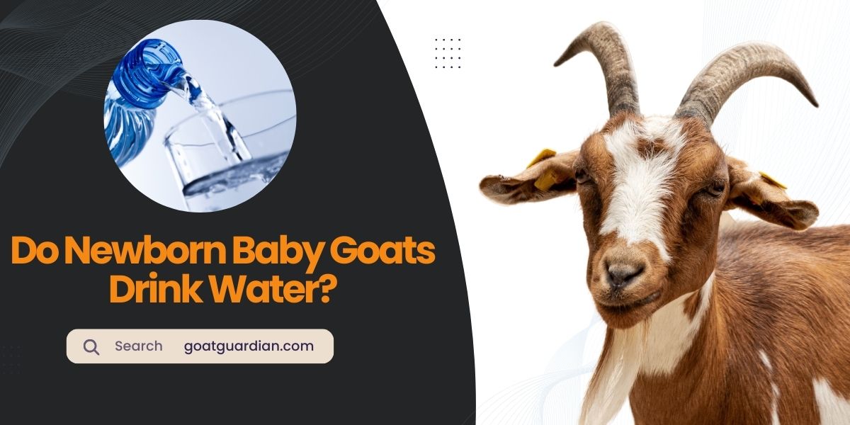 Do Newborn Baby Goats Drink Water