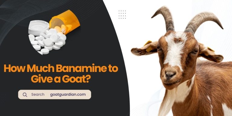 How Much Banamine to Give a Goat? (Dosage Guide)