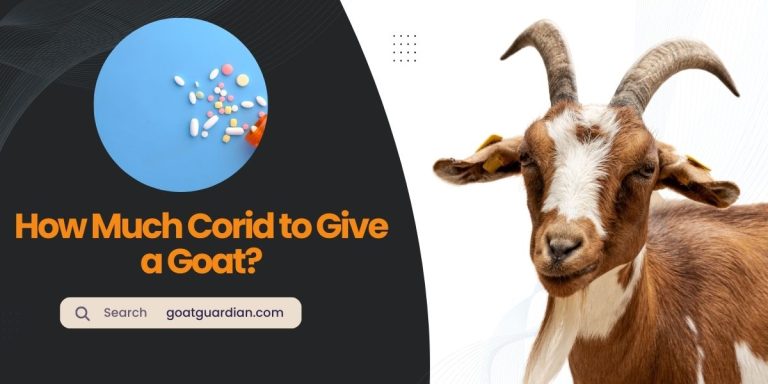 How Much Corid to Give a Goat?