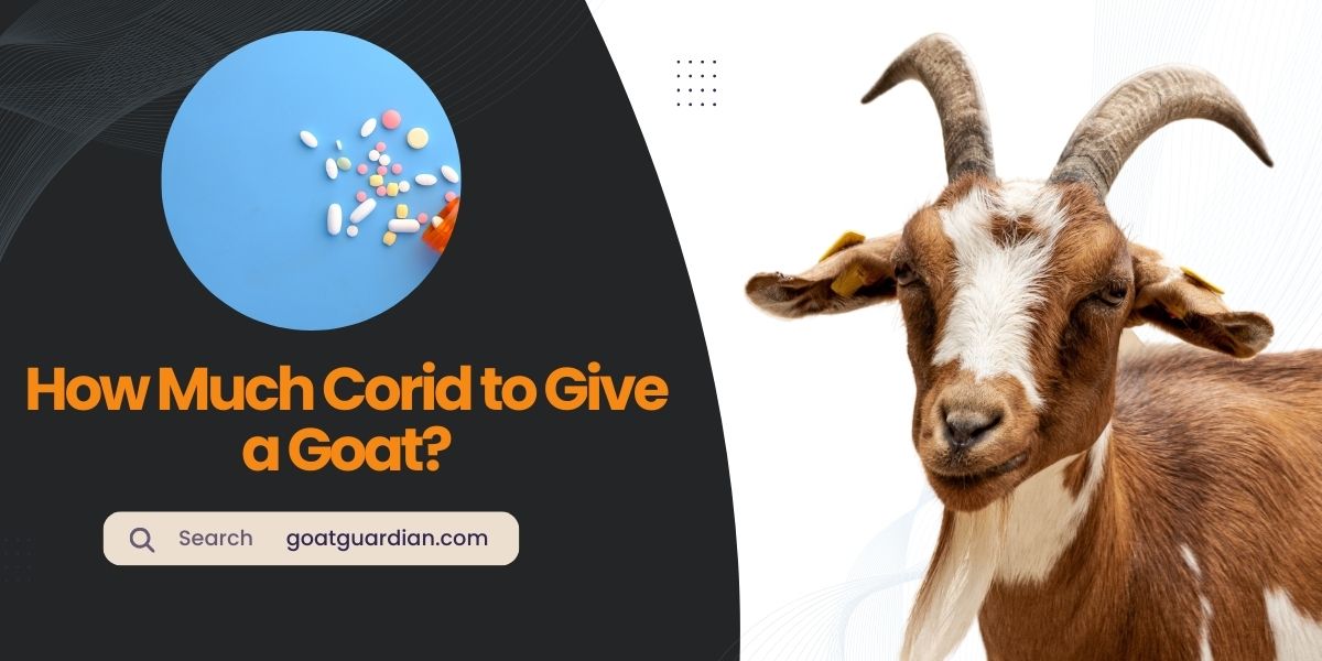 How Much Corid to Give a Goat