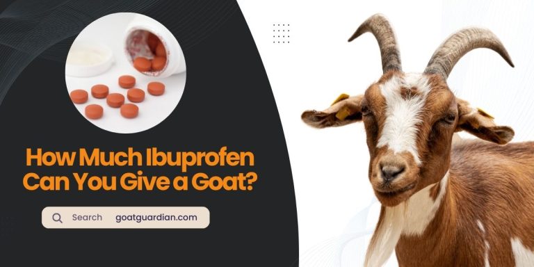 How Much Ibuprofen Can You Give a Goat?