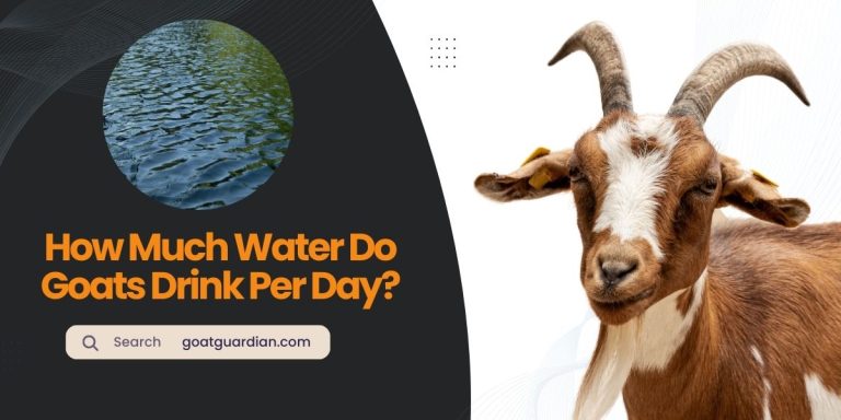 How Much Water Do Goats Drink Per Day?