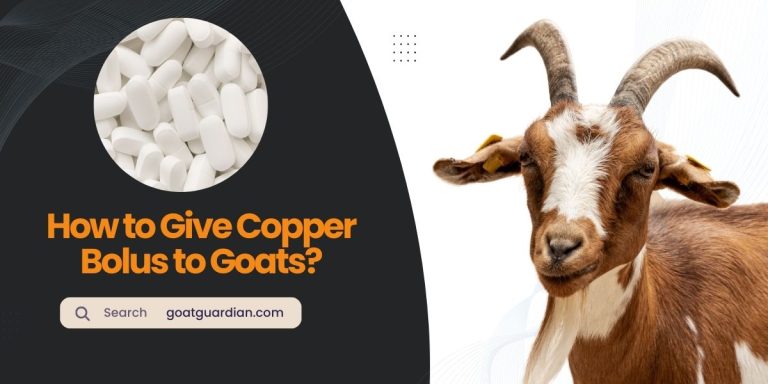 How to Give Copper Bolus to Goats? (Must Read)