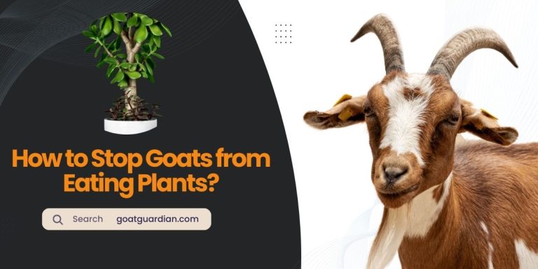 How to Stop Goats from Eating Plants?