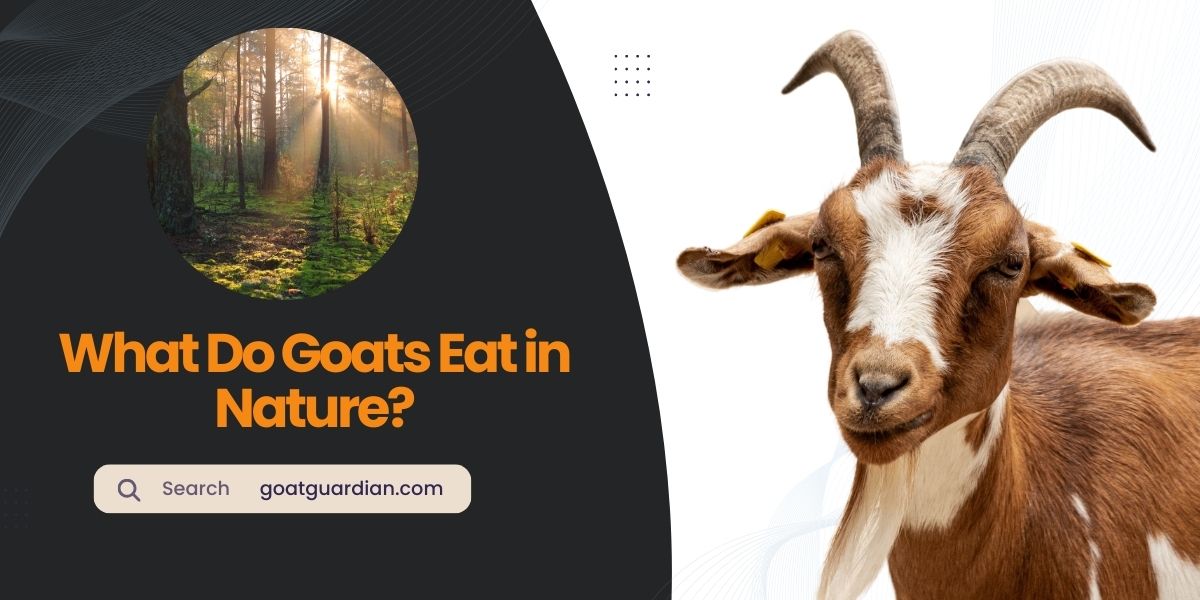 What Do Goats Eat in Nature
