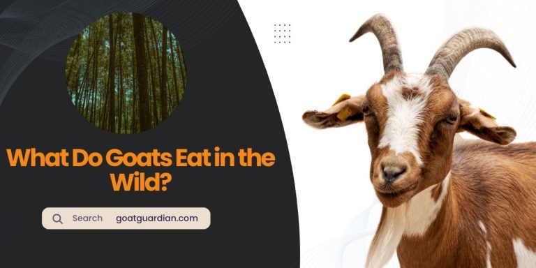 What Do Goats Eat in the Wild? (Diet Secrets)