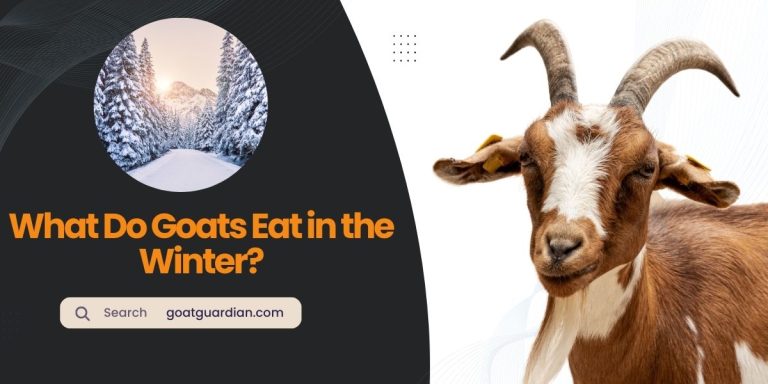 What Do Goats Eat in the Winter?