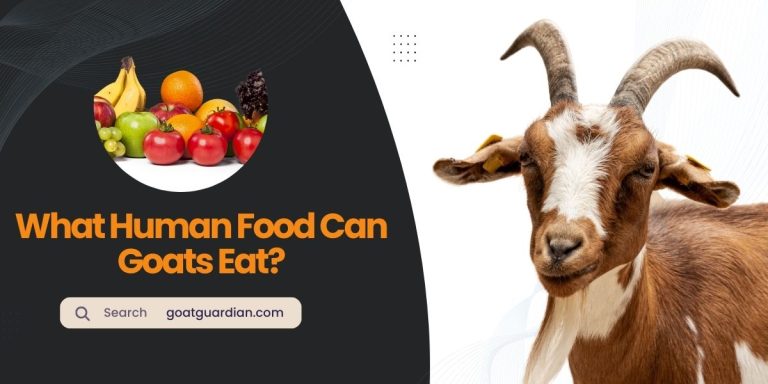 What Human Food Can Goats Eat? (Unknown Facts)