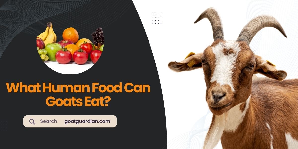 What Human Food Can Goats Eat
