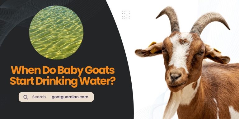 When Do Baby Goats Start Drinking Water?