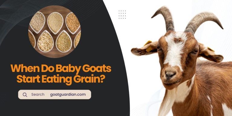 When Do Baby Goats Start Eating Grain?