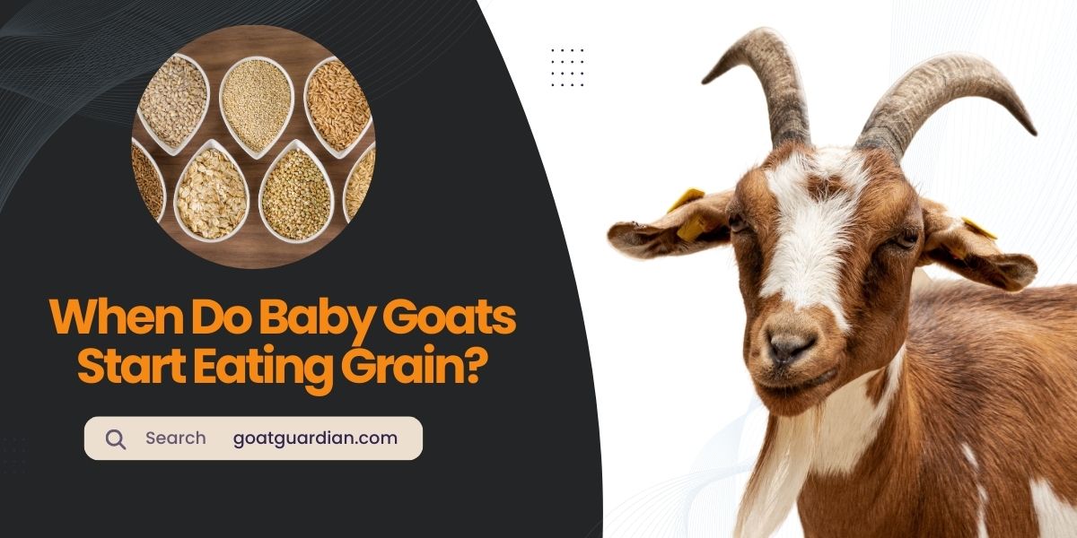 When Do Baby Goats Start Eating Grain
