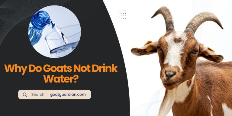 Why Do Goats Not Drink Water? (Actual Reasons)