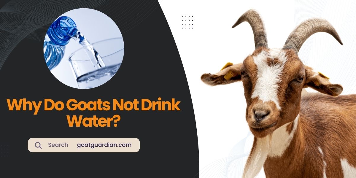 Why Do Goats Not Drink Water