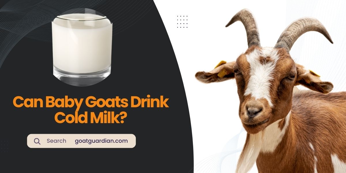 Can Baby Goats Drink Cold Milk