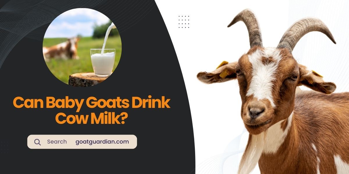 Can Baby Goats Drink Cow Milk