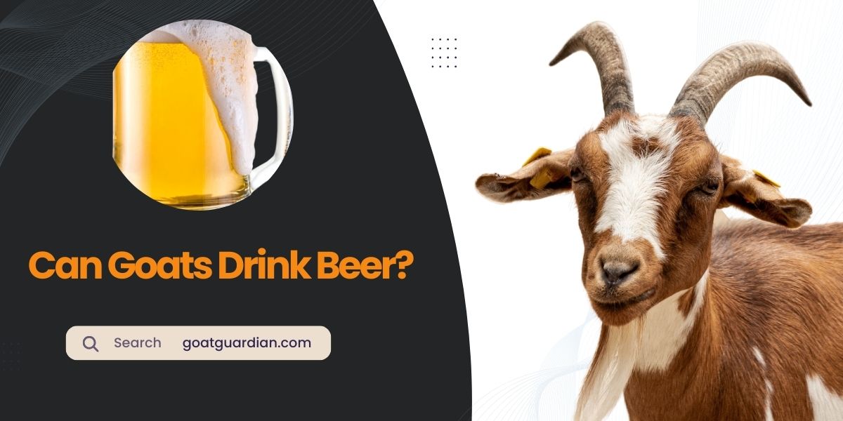 Can Goats Drink Beer