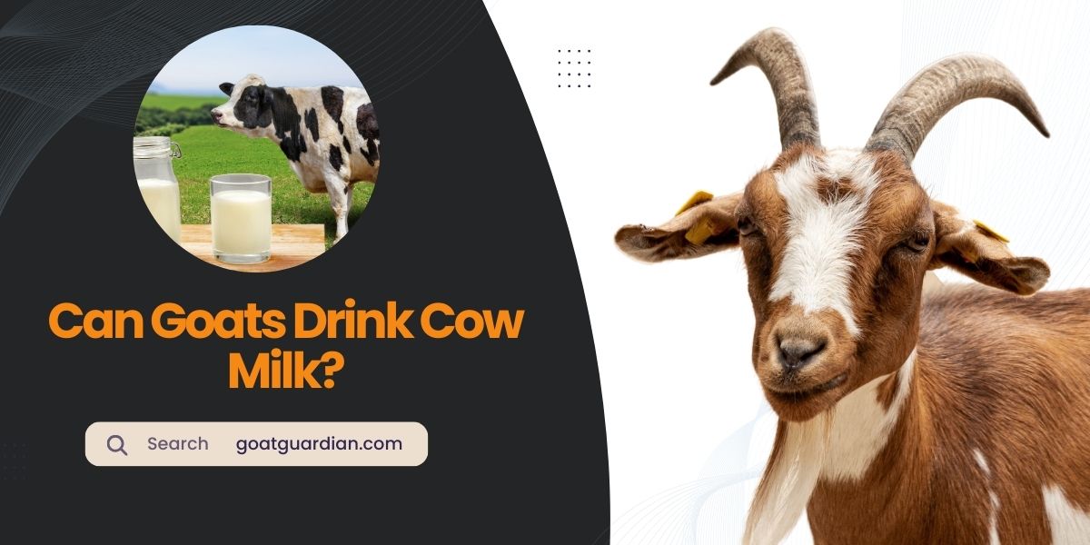 Can Goats Drink Cow Milk