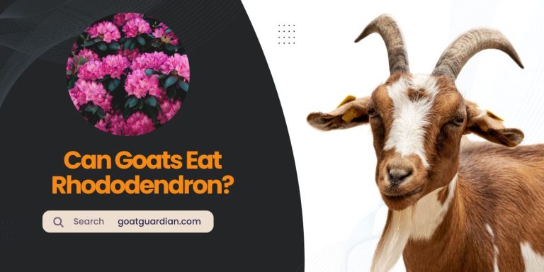 Can Goats Eat Rhododendron? Discover the Deadly Consequences