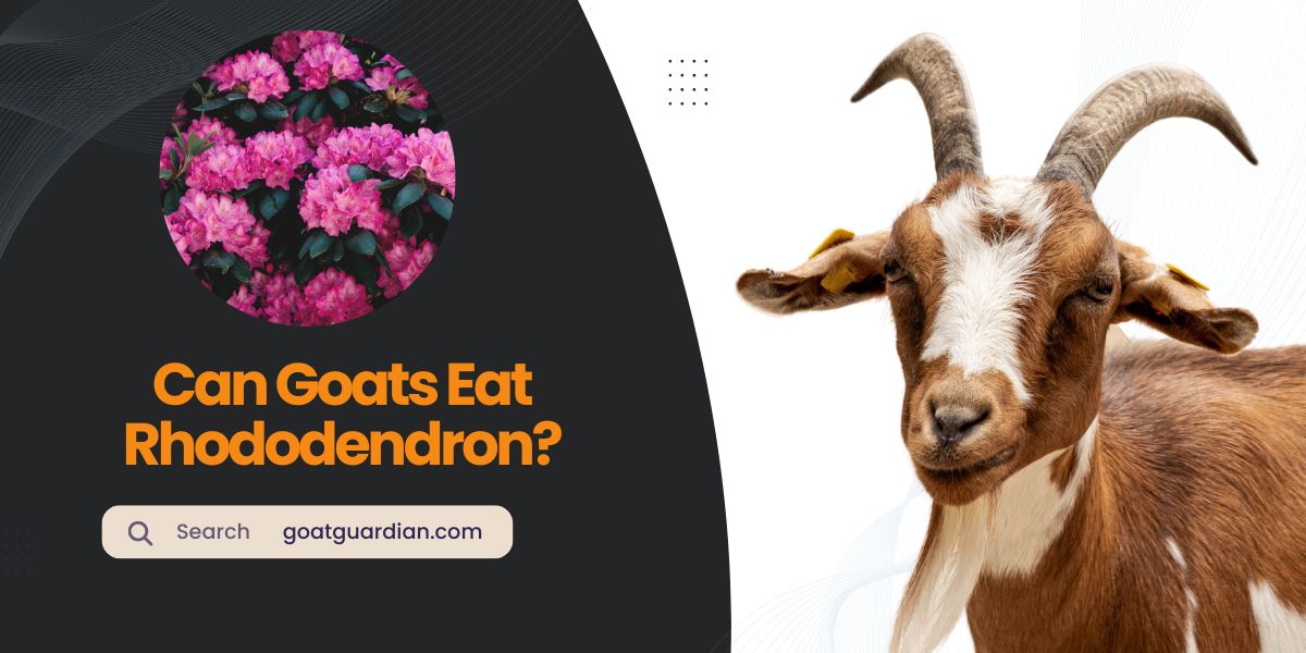 Can Goats Eat Rhododendron