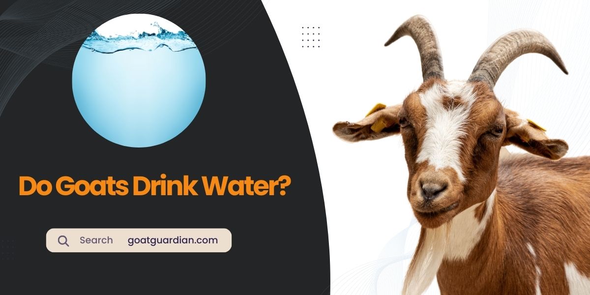 Do Goats Drink Water