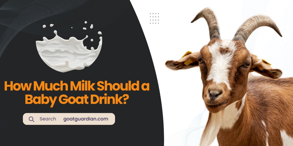 How Much Milk Should a Baby Goat Drink