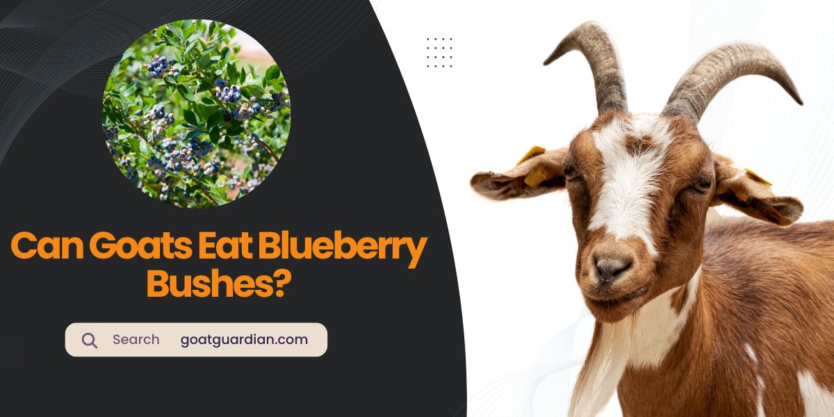 Can Goats Eat Blueberry Bushes